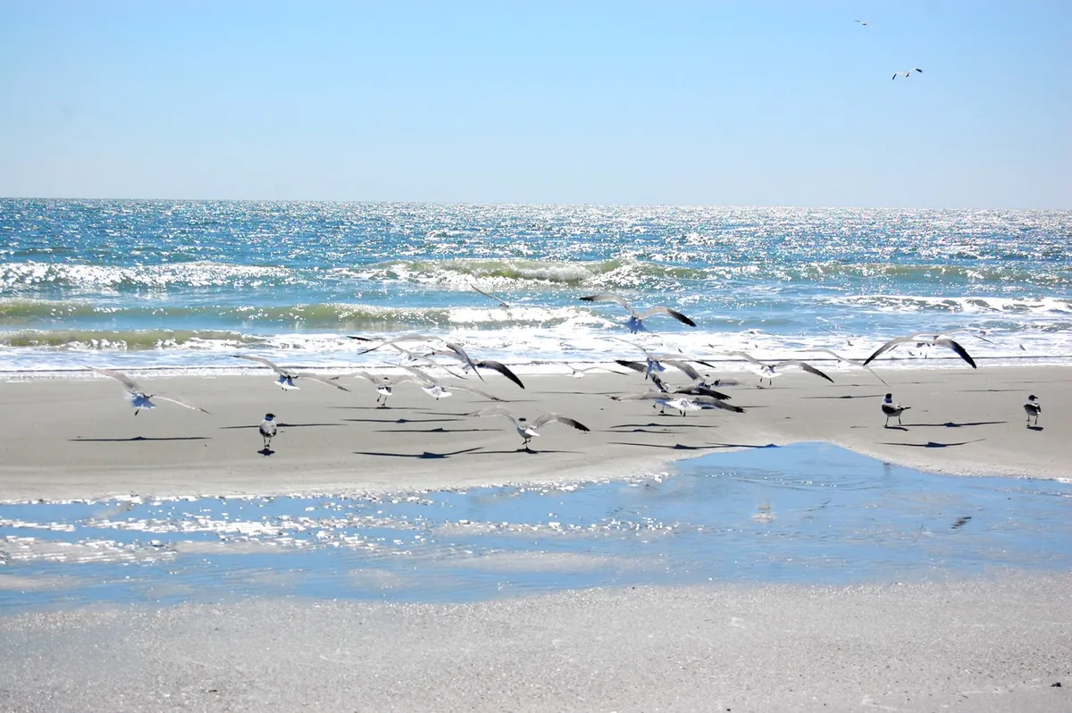 A wide, serene view of a sandy beach with gentle ocean waves and a flock of birds gliding above. The smooth shoreline invites families to stroll, play, and relax by the water, capturing the peaceful essence of Myrtle Beach mornings.